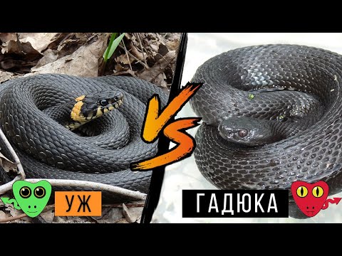 Видео: Как отличить ужа от гадюки / Учимся отличать неядовитую змею от ядовитой