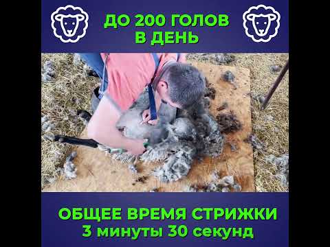 Видео: Профессиональная машинка для стрижки овец / баранов TAKUMI ST-1000