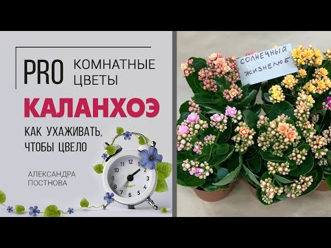 Видео: Каланхоэ - растение для южного окна. Простые правила, которые нужно соблюдать. Уход за растением.