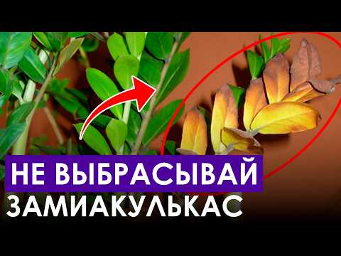 Видео: Как укоренить ЗАМИОКУЛЬКАС, чтобы он точно прижился? / Тонкости и хитрости черенкования растений!
