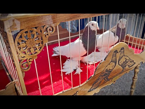 Видео: Птичий рынок г. Ташкент - ГОЛУБИ (28.09.2024)