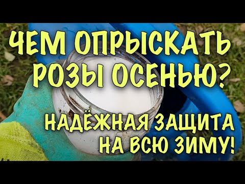 Видео: МОИ РОЗЫ НАДЁЖНО ЗАЩИЩЕНЫ ОТ БОЛЕЗНЕЙ И ВРЕДИТЕЛЕЙ НА ВСЮ ЗИМУ!Чем ЭФФЕКТИВНО обработать розы осенью