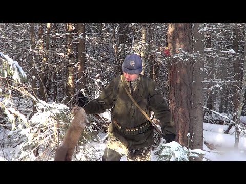 Видео: Охота на Куницу капканами. сезон 2023-24г. ТАКОГО НАЧАЛА СЕЗОНА У МЕНЯ ЕЩЁ НЕ БЫЛО.