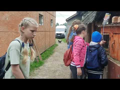 Видео: наши методы определения жеребости кобылы.