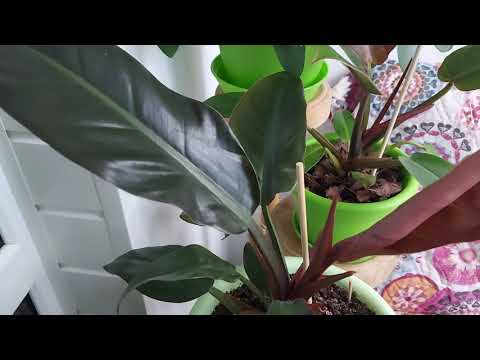Видео: Уход за филодендроном