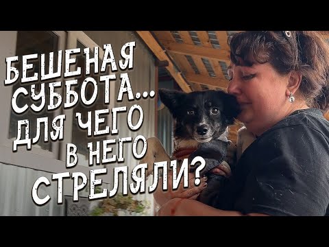 Видео: Спасение животных / Три посещения / Бешеный поток животных