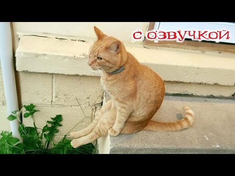 Видео: Приколы с котами - С ОЗВУЧКОЙ - Самые Смешные Животные - Смешное видео с котами!