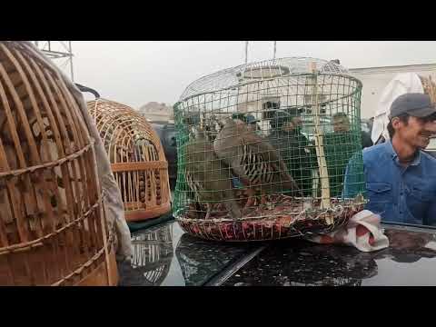 Видео: Паранда бозори н. Рудаки 05.10.2025 с...