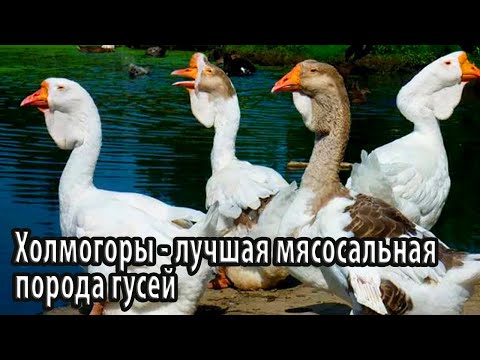 Видео: Холмогоры лучшая мясосальная порода гусей