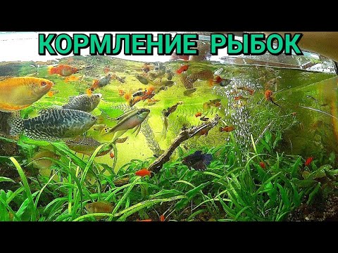 Видео: Кормление рыбок на разводне