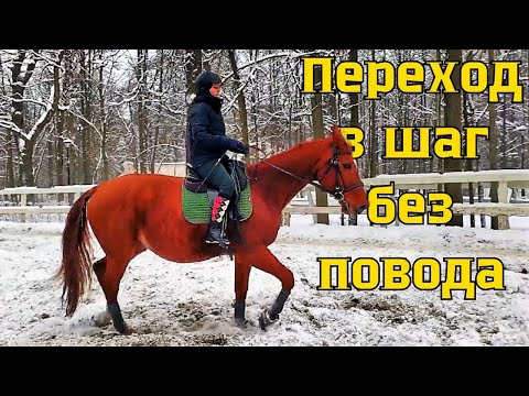 Видео: Переходы в шаг без повода