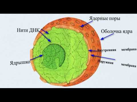Видео: Строение животной клетки