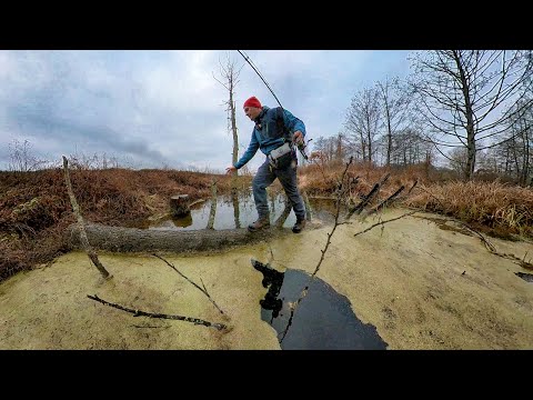 Видео: ЗАБРАЛСЯ В РЕАЛЬНЫЕ ДЕБРИ! БОЛОТО удивило клёвом и размером! Зимняя рыбалка на спиннинг - микроджиг