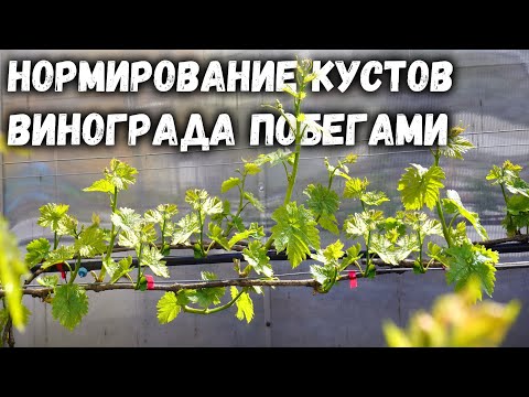 Видео: Нормирование кустов винограда побегами