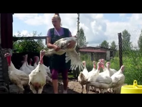 Видео: ПРИВЕСЫ 🦃ИНДЮШЕК  В  14 НЕДЕЛЬ🦃🦃100% МАРЖА