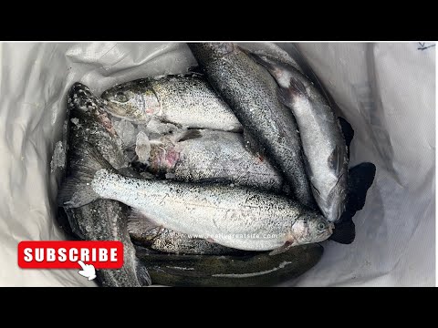 Видео: Рыбалка на ФОРЕЛЬ! Каменный Карьер! #форель #fishing #ловляфорели #форельзимой