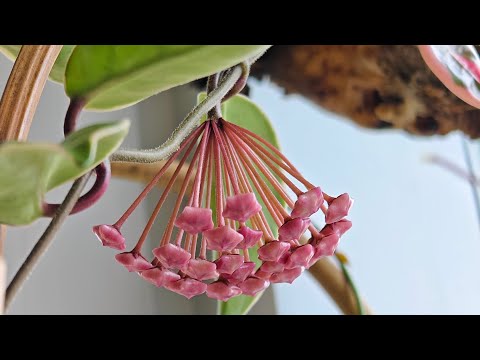 Видео: Перестановка на балконе с растениями 🌿🌼