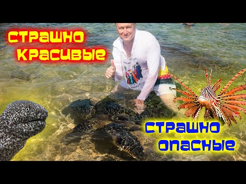 Видео: Шри-Ланка ОПАСНОСТИ на СУШЕ и ВОДЕ /Хиккадува