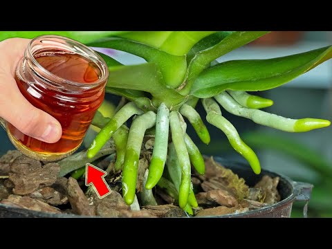 Видео: Налейте 1 стакан у основания! Бесцветная орхидея внезапно распускается и цветет как сумасшедшая!