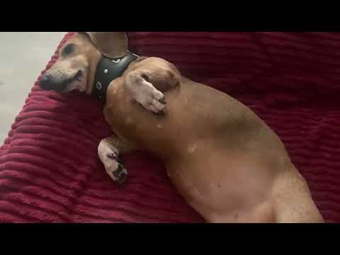 Видео: асмр глажу собаку (без слов)