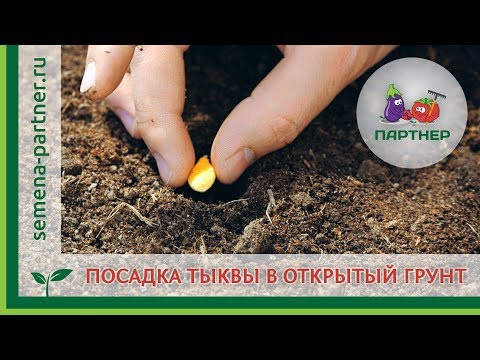 Видео: Посев тыквы в открытый грунт