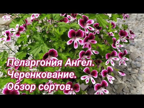 Видео: Черенкование пеларгонии Ангел.