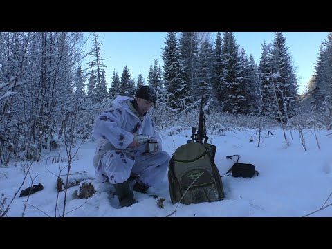 Видео: Охота с Лайкой на Белку. Рябчик завис на ветках!