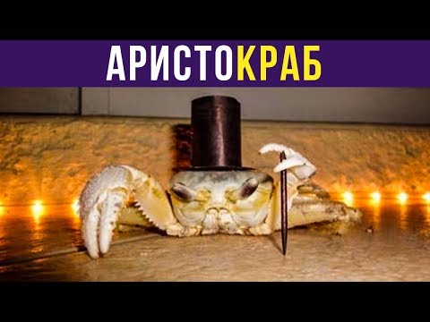 Видео: Приколы. АРИСТОКРАБ | Мемозг #229