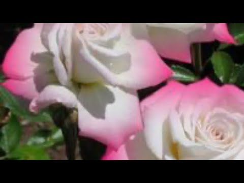 Видео: РОЗЫ. ПЕРЕКОРМИЛИ РОЗЫ, ЧТО ДЕЛАТЬ?