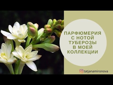 Видео: Чарующая тубероза. Ароматы с нотой туберозы в моем парфюмерном шкафу.