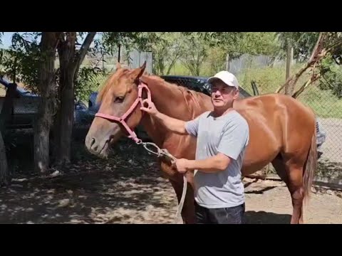 Видео: Мақтааралдық Мақсат, Жұмат, Даулет шабандоздардың баптауындағы аттар👍