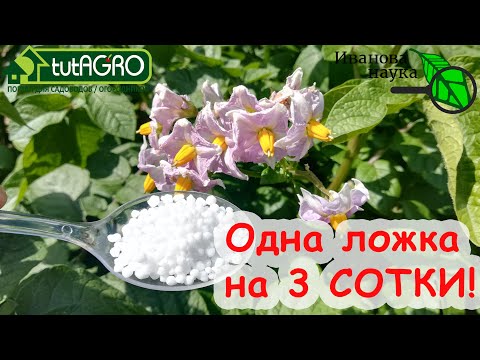 Видео: ГЛАВНАЯ ЛЕТНЯЯ ПОДКОРМКА КАРТОФЕЛЯ - ДЛЯ КРЕПКИХ и ЗДОРОВЫХ КЛУБНЕЙ. Вкусная картошка без гнили.