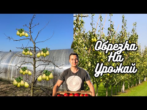 Видео: ЭТО НЕВЕРОЯТНО! ОБРЕЗКА ГРУШИ НА УРОЖАЙ.