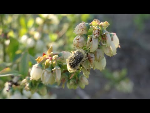 Видео: Голубика.Сезон 2024