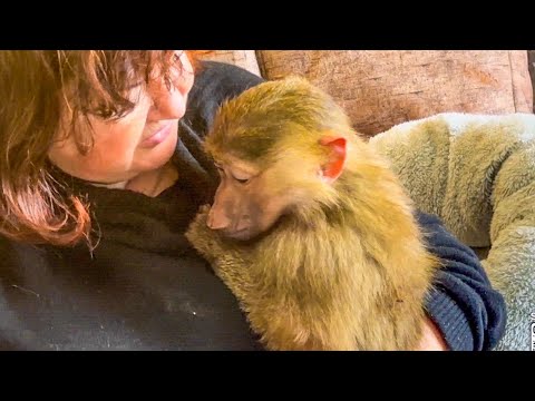 Видео: ЖЕСТЬ! У Мани ИСТЕРИКА, Лида ее жестко наказала и мама еле отбила любимицу, но все равно ругает ее!