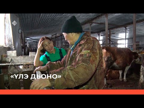 Видео: «Үлэ дьоно»: Томпо улууһун Кириэс Халдьаайы бөһүөлэгин фермерэ Виктор Харлампьев (24.04.22)