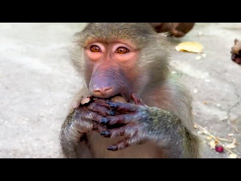 Видео: Буратинки для обезьянок! Степа акробат, с любимой игрушкой! Рокки нас дрессирует, вполне успешно)