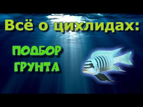 Видео: Советы начинающим заводчикам цихлид (часть 4). Подбор грунта.