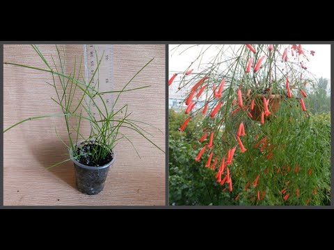 Видео: #Черенкуем русселию. Комнатные растения. И сохраним, и размножим.