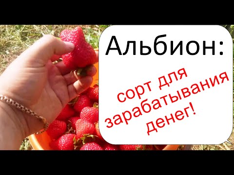 Видео: Клубника Альбион — отличный сорт для заработка! Все секреты сорта Альбион!