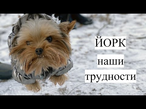 Видео: Йоркширский терьер. Вся правда!!!