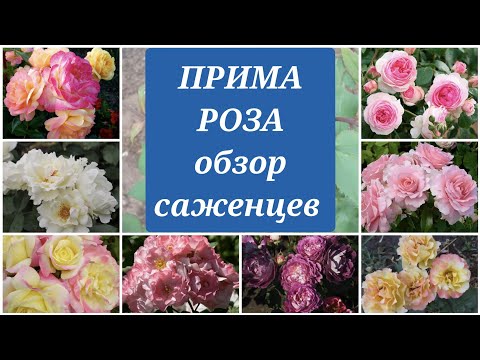 Видео: ПРИМА РОЗА. Обзор осенних саженцев роз.14 сентября 2022 г.
