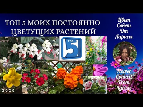 Видео: ТОП 5 РЕЙТИНГ МОИХ ПОСТОЯННО ЦВЕТУЩИХ РАСТЕНИЙ 4К