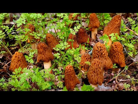 Видео: СКОЛЬКО ЖЕ ГРИБОВ НА ЭТОМ КУСОЧКЕ ЛЕСА?! ГРИБНИК В ВОСТОРГЕ! СМОРЧКОВАЯ ШАПОЧКА 2023! ВЕСЕННИЕ ГРИБЫ