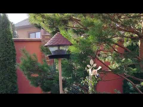 Видео: Синицы на кормушке