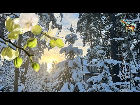 Видео: Спасаю орхидеи от ХОЛОДОВ 🥶, как не дать орхидеям погибнуть и не сбросить бутоны  в мороз #orchid