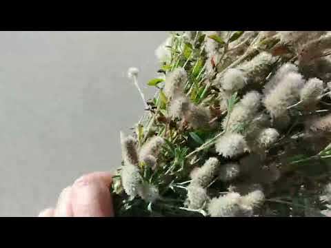 Видео: ДОБЕЛЕ 2 ИЛИ ГАРДЕНЕ ЛАТВИЯ#латвия #добеле#гардене#сухоцвет