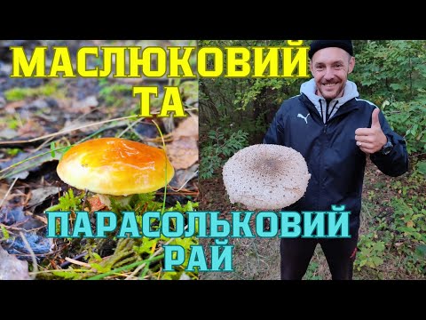 Видео: 12.10.24. МАСЛЮКОВИЙ ТА ПАРАСОЛЬКОВИЙ РАЙ. В ліс можно й не заходити.