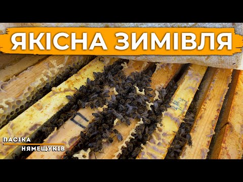 Видео: Зимівля бджіл при правильному утепленні. Як такі умови створити?