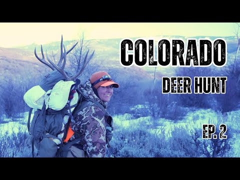 Видео: Охота на оленя-мула в Колорадо: самый крупный олень в ее жизни!